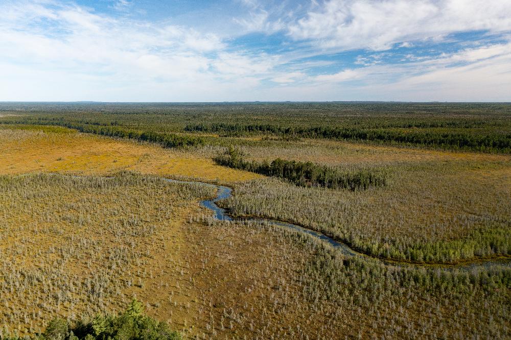 aerial view of a river passing through a forested and wetland - photo by Fauna Creative